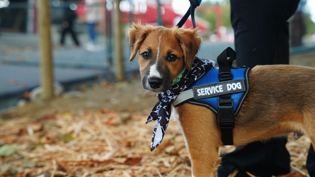 A Comprehensive HR Guide to Service Animals in the Workplace