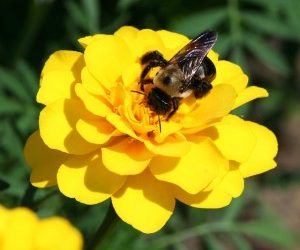 Workers’ Compensation for Bee Stings?