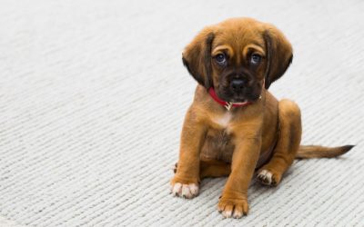 Thinking about Getting a Puppy When you Employ a Nanny?