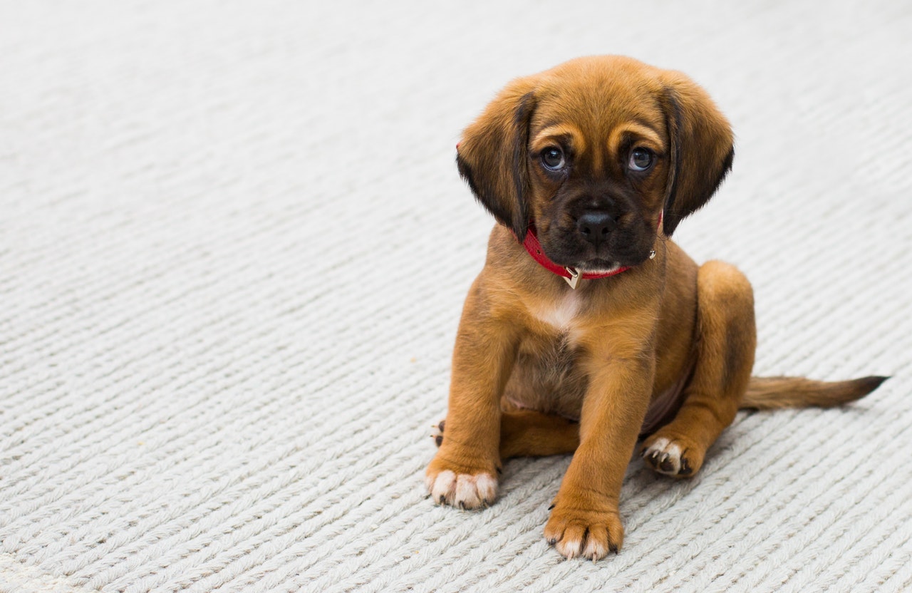 Thinking about Getting a Puppy When you Employ a Nanny?
