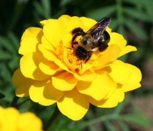 workers' compensation for bee stings